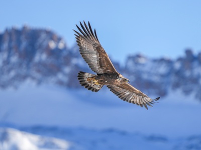 Golden eagle