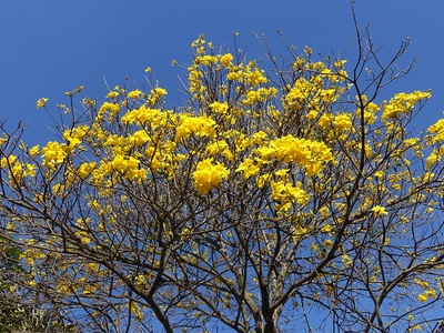 Golden ipê (lapacho amarillo)