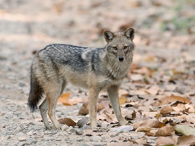 Golden jackal