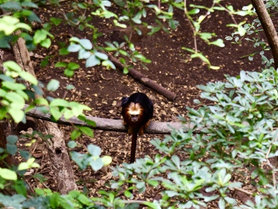 Golden Lion Tamarin