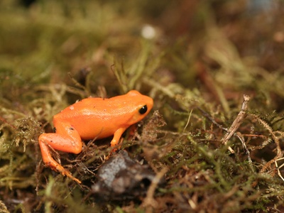 Golden Mantella