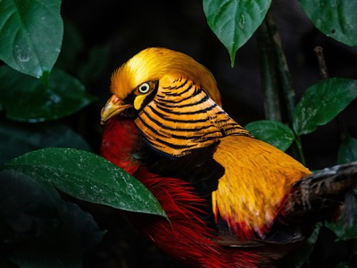 Golden Pheasant