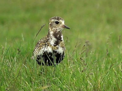 Golden Plover