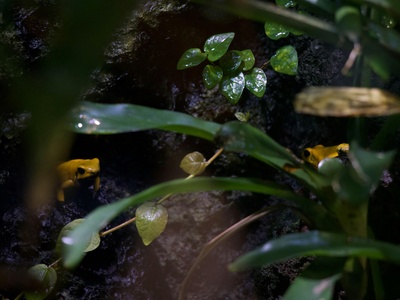 Golden Poison Frog