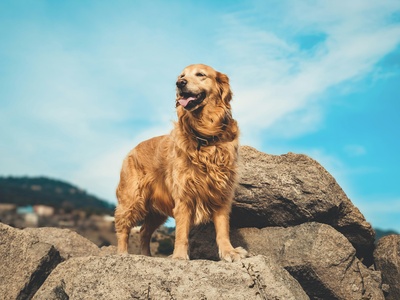 Golden Retriever