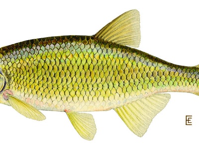 Golden Shiner
