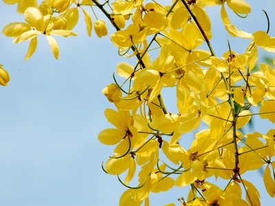 Golden Shower Tree