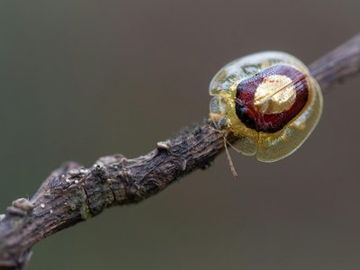 Golden Tortoise Beetle