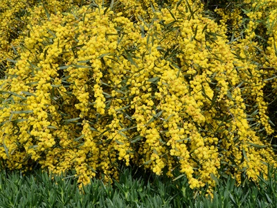 Golden Wreath Wattle