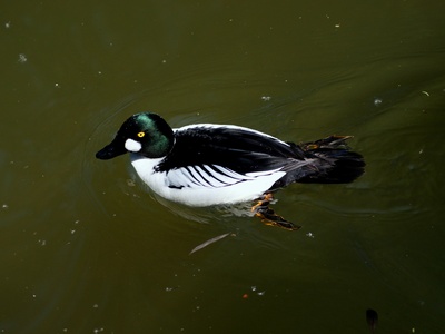 Goldeneye