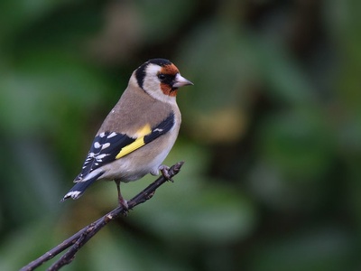 Goldfinch
