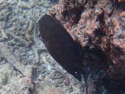 Goldspotted rabbitfish