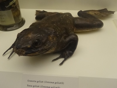 Goliath frog