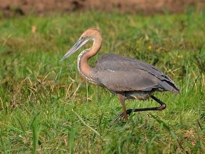 Goliath heron