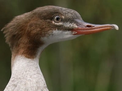 Goosander
