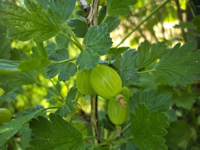 Gooseberry