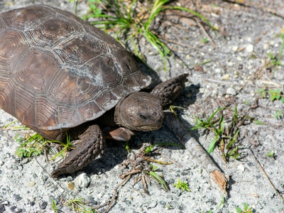 Gopher Tortoise