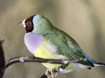 Gouldian Finch