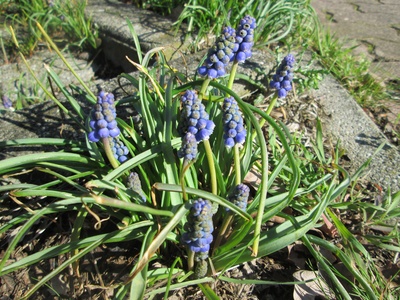 Grape Hyacinth