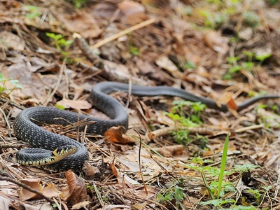 Grass snake