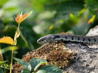 Grass snake