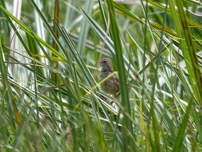 Grauer's Swamp Warbler