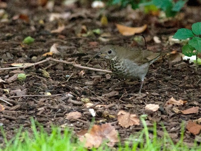 Gray-cheeked Thrush