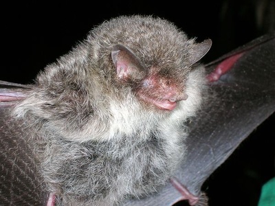 Gray Bat