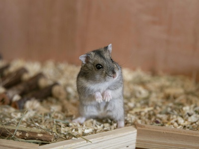Gray Hamster