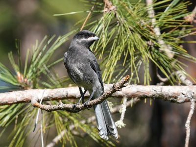 Gray Jay