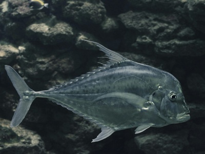 Gray triggerfish