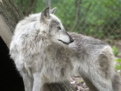 Gray Wolf