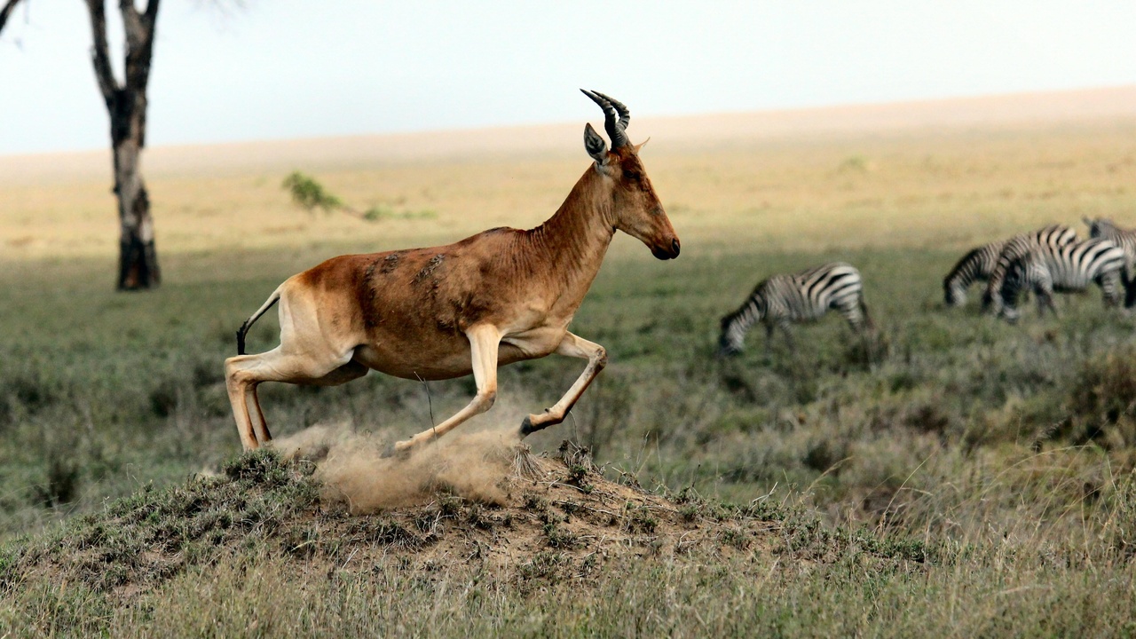 Roan antelope grazing on Chad savanna with acacia trees.