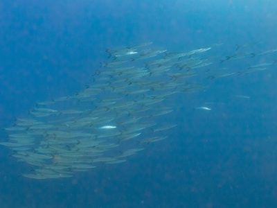 Great barracuda