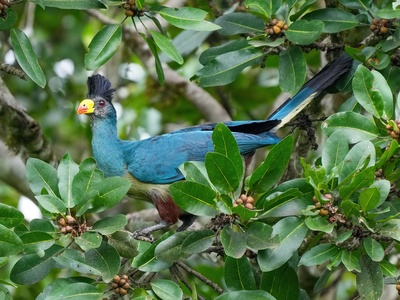 Great Blue Turaco