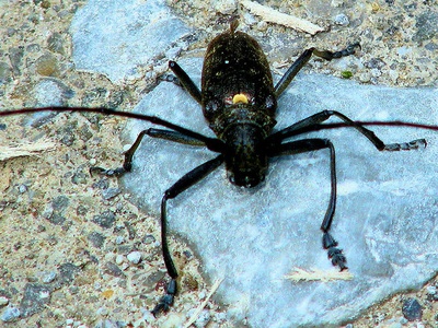 Great Capricorn Beetle