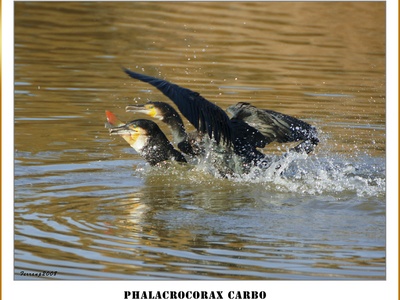 Great Cormorant