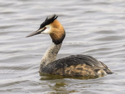 Great Crested Grebe