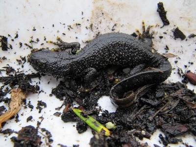 Great Crested Newt