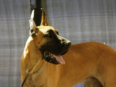 Great Dane