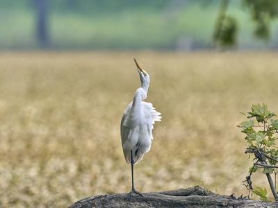 Great Egret