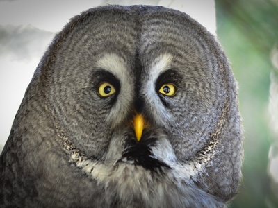 Great Gray Owl
