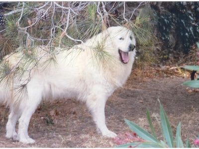 Great Pyrenees
