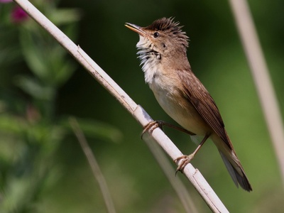 Great Reed Warbler