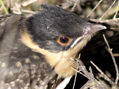 Great Spotted Cuckoo