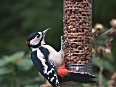 Great spotted woodpecker