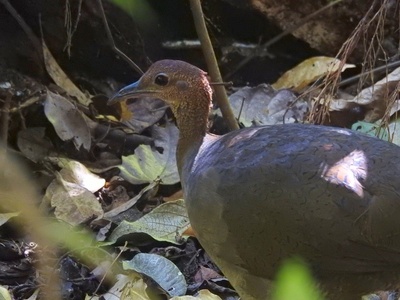 Great Tinamou