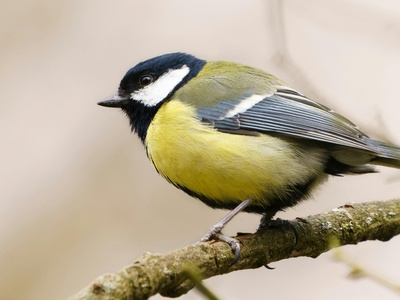 Great Tit
