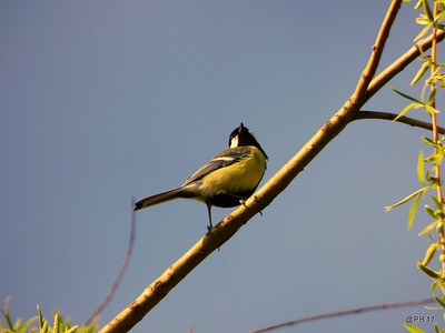 Great tit