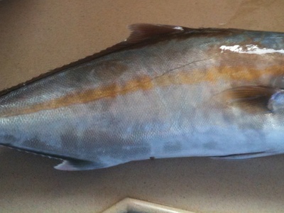 Greater amberjack